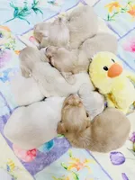 June puppy, a  Miniature Dachshund for sale in Phillipsburg, NJ – Photo 2 of 4