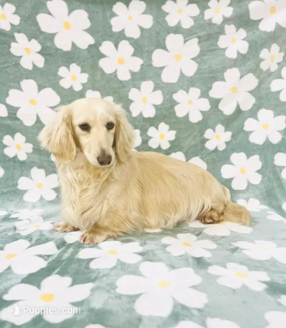June puppy, a  Miniature Dachshund for sale in Phillipsburg, NJ – Photo 1 of 4