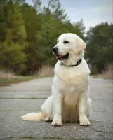 ADULT IMPORT FEMALE, a female English Cream Golden Retriever for sale in Phillipsburg, NJ – 3 of 5