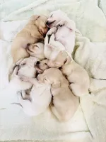 Shaded Cream , a female Miniature Dachshund for sale in Phillipsburg, NJ – 7 of 9