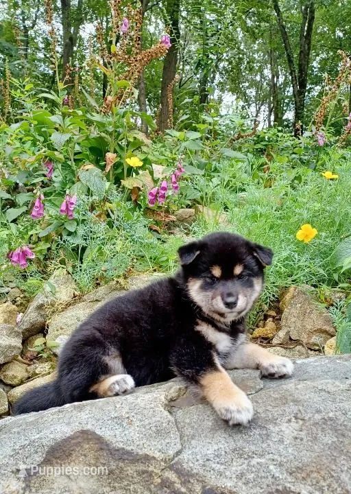 Black & Tan  – Shiba Inu puppy for sale in Phillipsburg, NJ