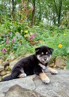 Black & Tan Male, a male Shiba Inu for sale in Phillipsburg, NJ – 3 of 3