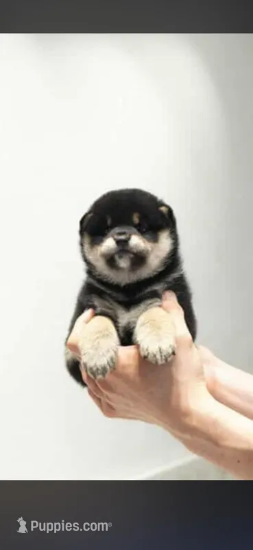 Import - Black & Tan Male – Shiba Inu puppy for sale in Phillipsburg, NJ