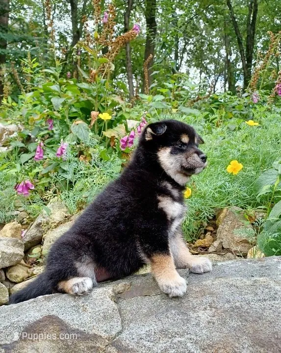 Import - Black & Tan Male – Shiba Inu puppy for sale in Phillipsburg, NJ