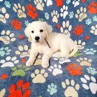 Beauty , a female Golden Retriever for sale in Phillipsburg, NJ – Photo 4 of 10