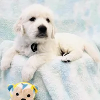 Beauty , a female Golden Retriever for sale in Phillipsburg, NJ – Photo 9 of 10