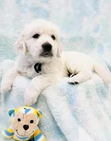 Beauty Pink, a female Golden Retriever for sale in Phillipsburg, NJ – Photo 9 of 10