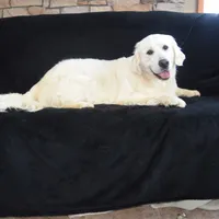 Beauty , a female Golden Retriever for sale in Phillipsburg, NJ – Photo 7 of 10