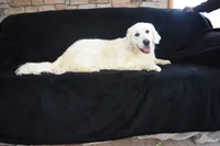 Beauty Pink, a female Golden Retriever for sale in Phillipsburg, NJ – Photo 7 of 10