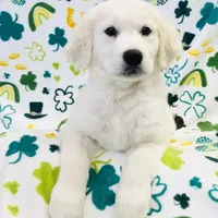 Beauty , a female Golden Retriever for sale in Phillipsburg, NJ – Photo 1 of 10