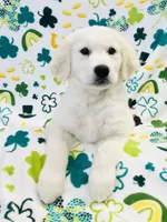 Beauty Pink, a female Golden Retriever for sale in Phillipsburg, NJ – Photo 5 of 10