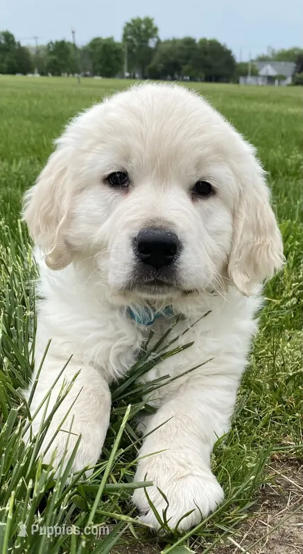 Beauty Pick of the litter AKC – English Cream Golden Retriever puppy for sale in Phillipsburg, NJ