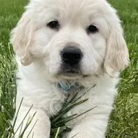 Beauty , a female Golden Retriever for sale in Phillipsburg, NJ – Photo 10 of 10
