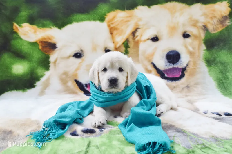 Beauty Pick of the litter AKC – English Cream Golden Retriever puppy for sale in Phillipsburg, NJ