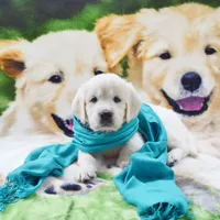 Beauty , a female Golden Retriever for sale in Phillipsburg, NJ – Photo 5 of 10