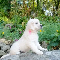 Beauty , a female Golden Retriever for sale in Phillipsburg, NJ – Photo 2 of 10