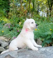 Beauty Pink, a female Golden Retriever for sale in Phillipsburg, NJ – Photo 1 of 10