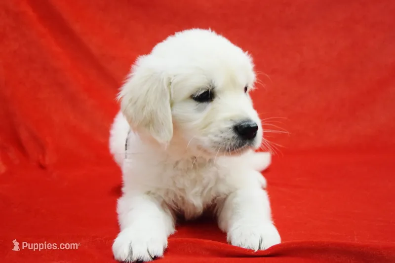 Beauty  – Golden Retriever puppy for sale in Phillipsburg, NJ
