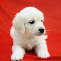 Beauty , a female Golden Retriever for sale in Phillipsburg, NJ – Photo 3 of 10