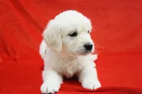 Beauty Pink, a female Golden Retriever for sale in Phillipsburg, NJ – Photo 2 of 10