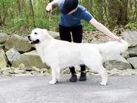 Beauty Pink, a female Golden Retriever for sale in Phillipsburg, NJ – Photo 8 of 10