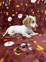 Adult CREAM AND WHITE PIEBLAD, a female Miniature Dachshund for sale in Phillipsburg, NJ – 8 of 8