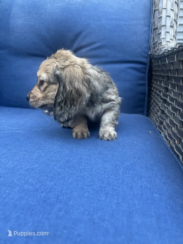 Shaded Cream  – Miniature Dachshund puppy for sale in Phillipsburg, NJ