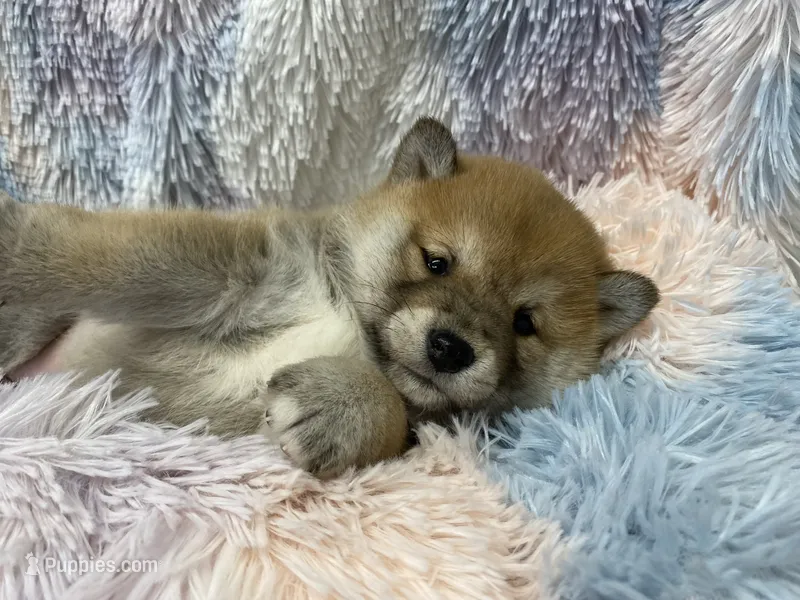 Sesame male  – Shiba Inu puppy for sale in Phillipsburg, NJ