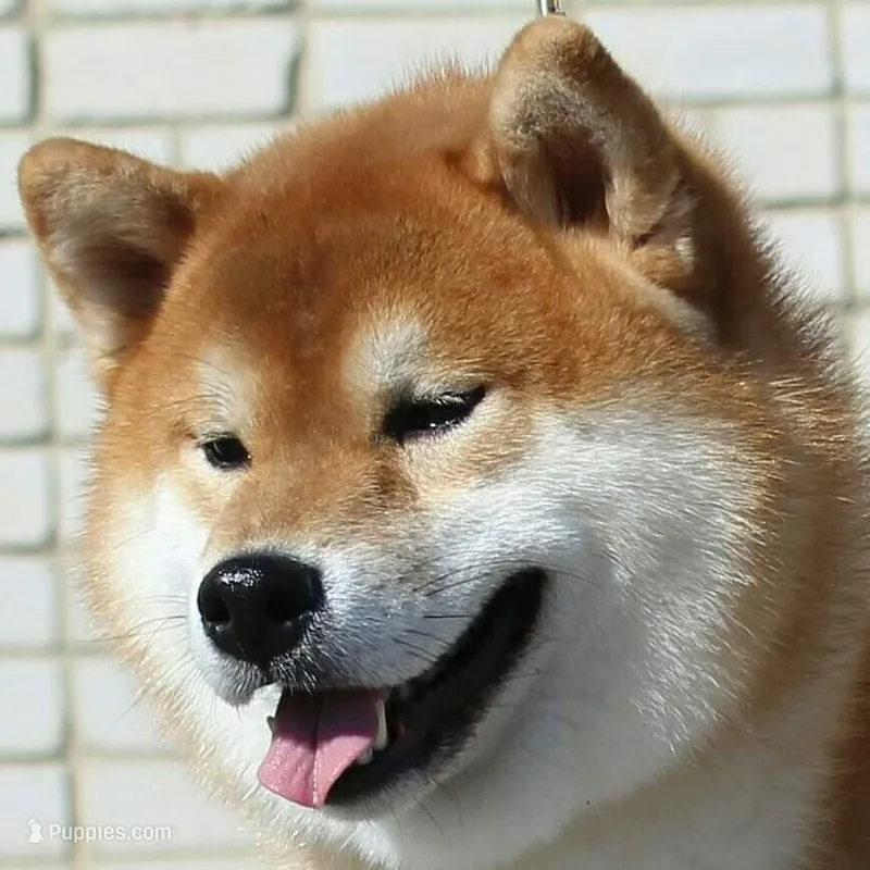 BEAUTIFUL!!! – Shiba Inu puppy for sale in Phillipsburg, NJ