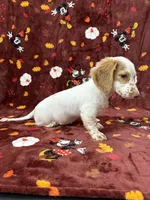 Adult CREAM AND WHITE PIEBLAD, a female Miniature Dachshund for sale in Phillipsburg, NJ – 6 of 8