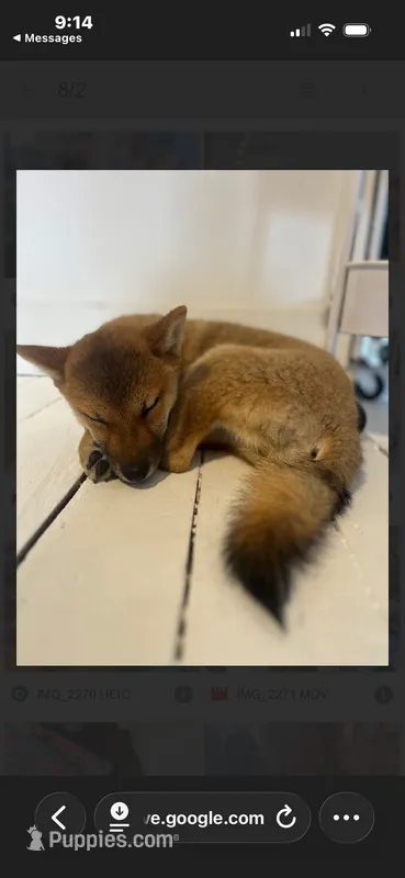 Shiba  – Shiba Inu puppy for sale in Phillipsburg, NJ