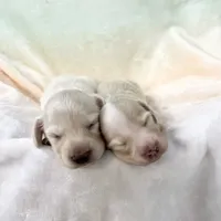 TINY, a  Dachshund for sale in Phillipsburg, NJ – Photo 5 of 5