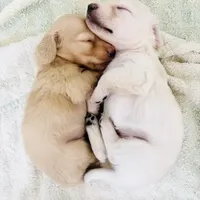 TINY, a  Dachshund for sale in Phillipsburg, NJ – Photo 4 of 5