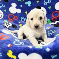 TINY, a  Dachshund for sale in Phillipsburg, NJ – Photo 1 of 5