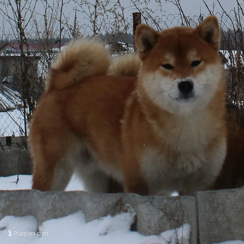 Adult Male Sesame - Breeding – Shiba Inu puppy for sale in Phillipsburg, NJ
