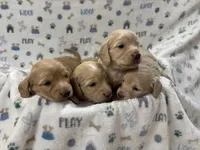 Shaded Cream , a female Miniature Dachshund for sale in Phillipsburg, NJ – 4 of 9
