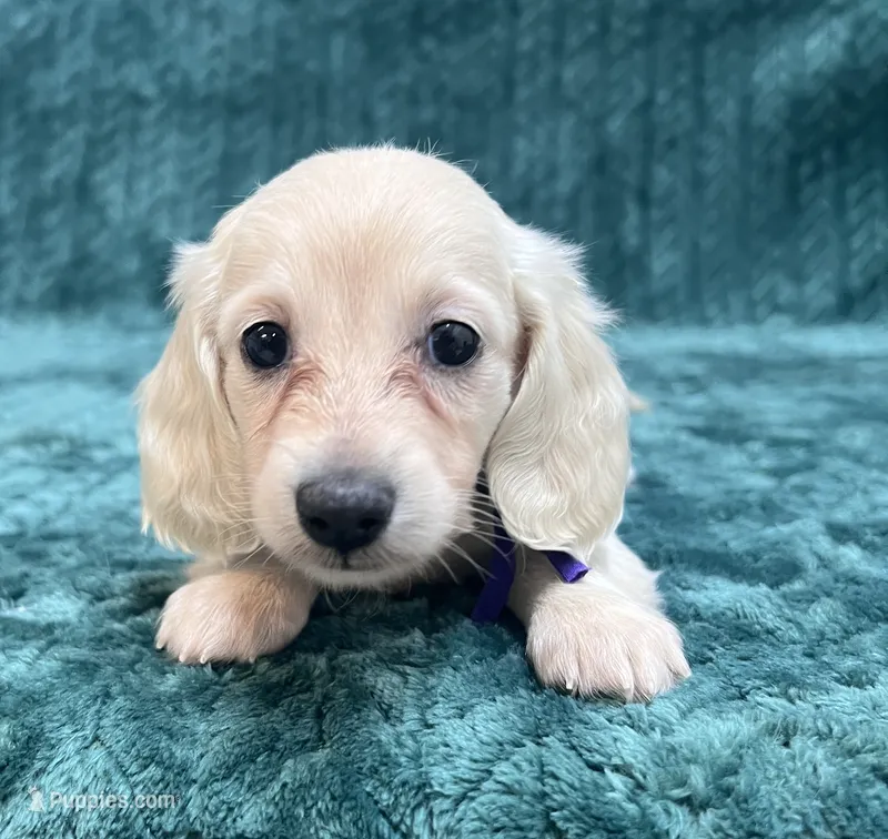 TINY F CREAM – Dachshund puppy for sale in Phillipsburg, NJ