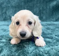 TINY F CREAM, a female Dachshund for sale in Phillipsburg, NJ – 6 of 8