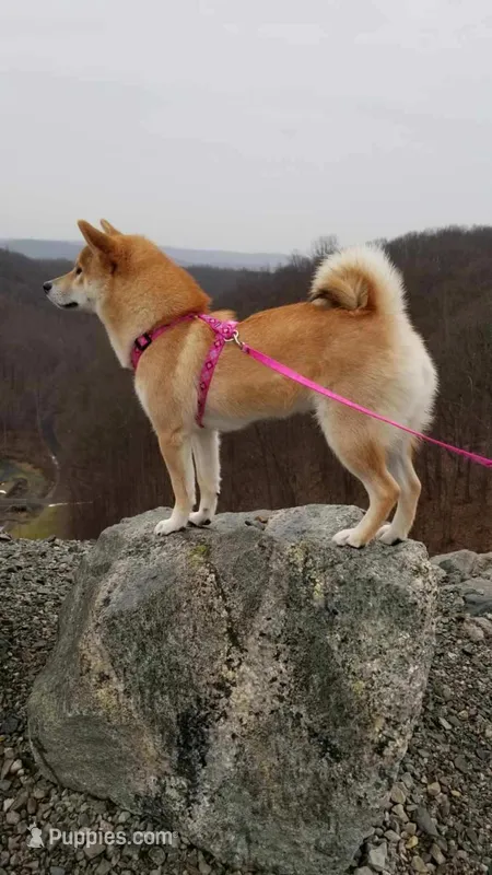 ADULT AKC  – Shiba Inu puppy for sale in Phillipsburg, NJ