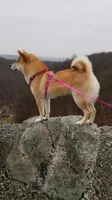 ADULT AKC , a female Shiba Inu for sale in Phillipsburg, NJ – 6 of 10
