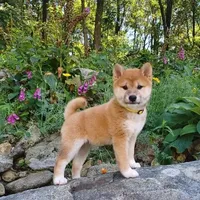 RED, a female Shiba Inu for sale in Phillipsburg, NJ – Photo 4 of 9