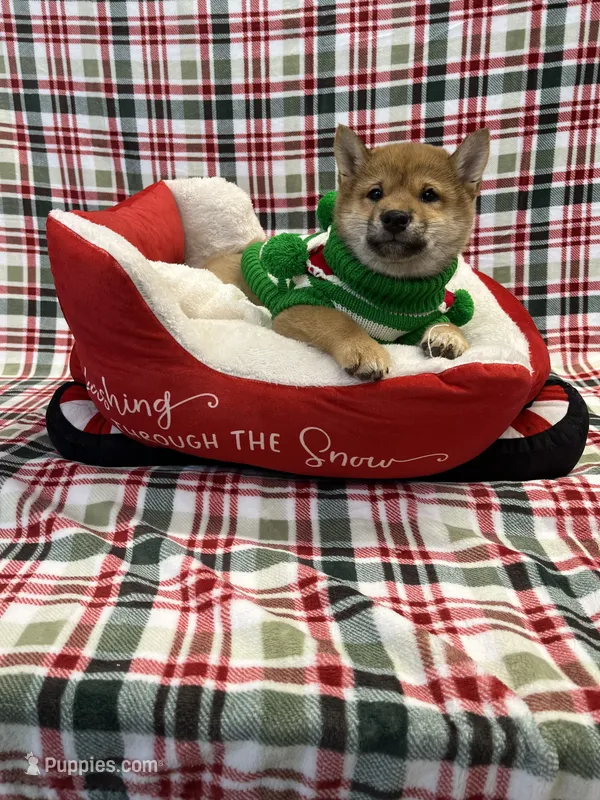 BEAUTIFUL!!! – Shiba Inu puppy for sale in Phillipsburg, NJ