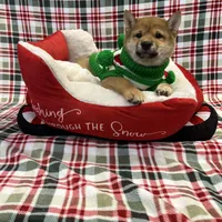 RED, a female Shiba Inu for sale in Phillipsburg, NJ – Photo 6 of 9