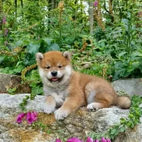 RED, a female Shiba Inu for sale in Phillipsburg, NJ – Photo 3 of 9