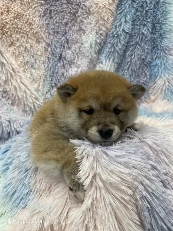 BEAUTIFUL!!! – Shiba Inu puppy for sale in Phillipsburg, NJ