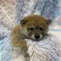 RED, a female Shiba Inu for sale in Phillipsburg, NJ – Photo 5 of 9