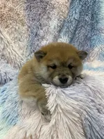 processed/b1e9b52d-6439-4123-ac27-4f1063d12beb/listing/e508128b-9131-49a1-9814-5e3eea7334dc/8c6eb5e4-182a-4b4d-b1a6-16f0aeb16f91