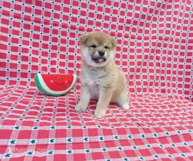 BEAUTIFUL!!! – Shiba Inu puppy for sale in Phillipsburg, NJ