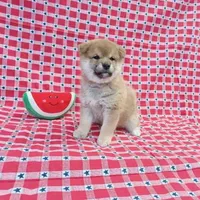 RED, a female Shiba Inu for sale in Phillipsburg, NJ – Photo 9 of 9