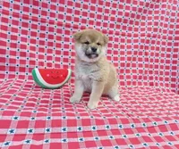 processed/b1e9b52d-6439-4123-ac27-4f1063d12beb/listing/e508128b-9131-49a1-9814-5e3eea7334dc/b9245c3b-b9e5-4327-a2e1-d8d02cc4ec4a